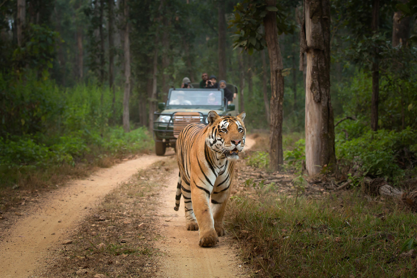 Top Things to Do in Kanha National Park